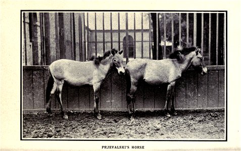 The horse book; a practical treatise on the American horse breeding industry as allied to the farm, by J. H. S. Johnstone.
