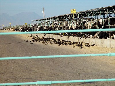 DBAZ feedlot blackbirds 3