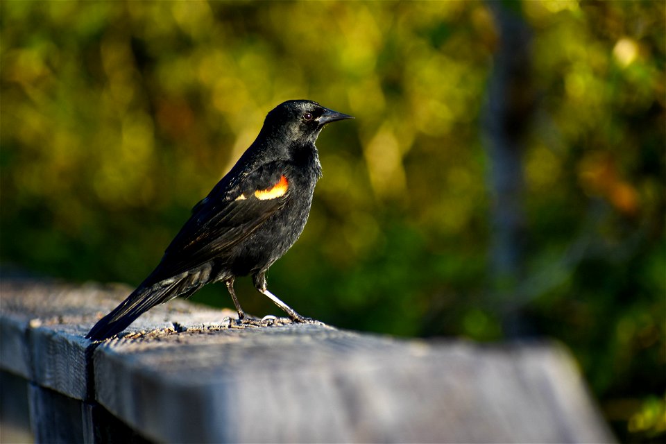 Red Winged Black Bird