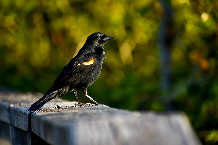 Red Winged Black Bird