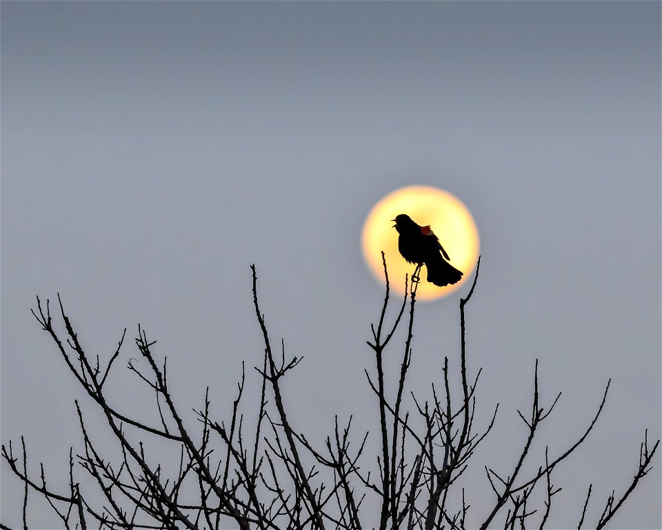 Red-winged blackbird photographed at Edwin B. Forsythe National Wildlife Refuge by Don Freiday