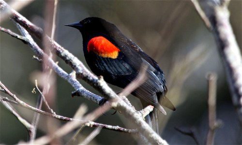 Red-winged Blackbird You are free to use this image with the following photo credit: Peter Pearsall/U.S. Fish and Wildlife Service photo