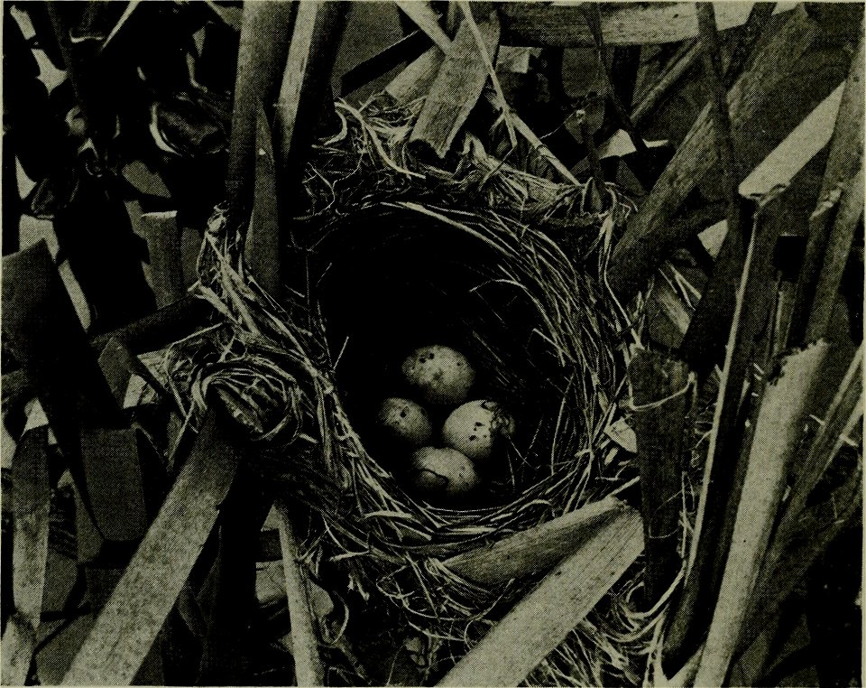: americanannualof1918newy (find matches)
Title: The American annual of photography
Year: 1918 (1910s)
Authors: 
Subjects:  Photography
Publisher:  New York : Tennant and Ward
Contributing Librar