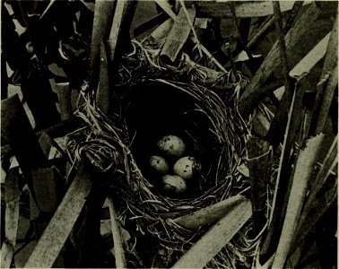 : americanannualof1918newy (find matches)
Title: The American annual of photography
Year: 1918 (1910s)
Authors: 
Subjects:  Photography
Publisher:  New York : Tennant and Ward
Contributing Librar
