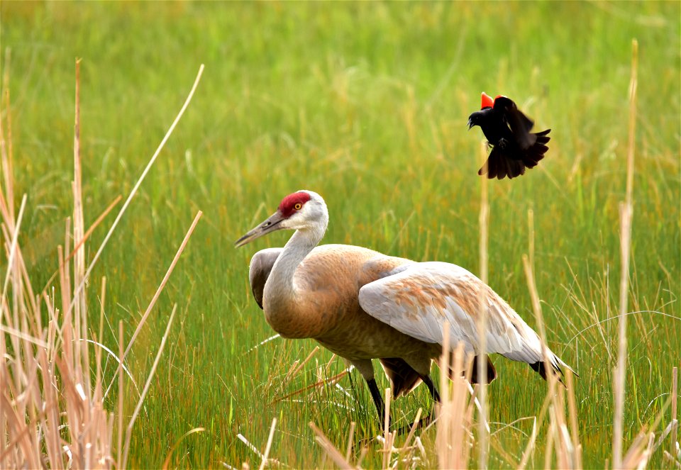 A male red-winged blackbird scolds a greater sandhill crane that has strayed across its territory.  Photo: Tom Koerner/USFWS.