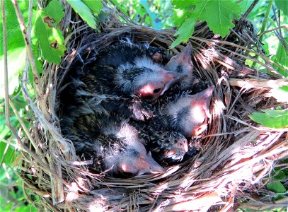 This red-winged blackbird nest at Port Louisa National Wildlife Refuge in Iowa is looking a little full! Young remain in the nest for about two weeks. Photo by Jessica Bolser/USFWS. photo