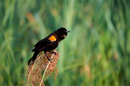 Agelaius phoeniceus NBII photo