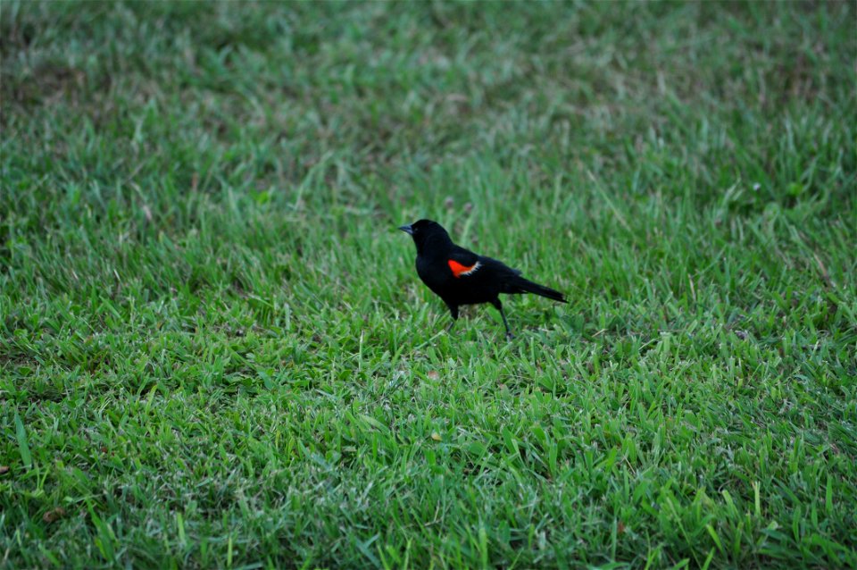 February 15, 2012- Bell City, Louisiana: Red-winged Blackbird Agelaius phoeniceus looking for food. Photo by Corey Douglas www.fws.gov/swlarefugecomplex