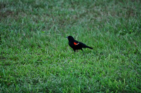 February 15, 2012- Bell City, Louisiana: Red-winged Blackbird Agelaius phoeniceus looking for food. Photo by Corey Douglas www.fws.gov/swlarefugecomplex