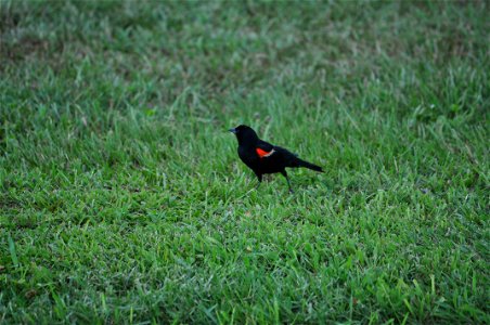 February 15, 2012- Bell City, Louisiana: Red-winged Blackbird Agelaius phoeniceus looking for food. Photo by Corey Douglas www.fws.gov/swlarefugecomplex photo