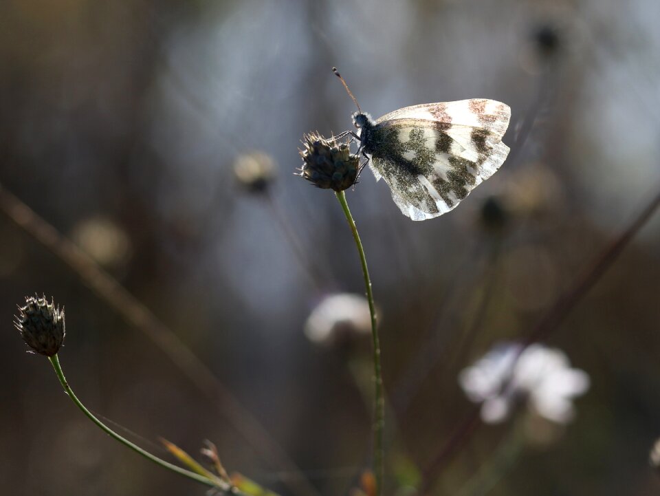 Light flower wings