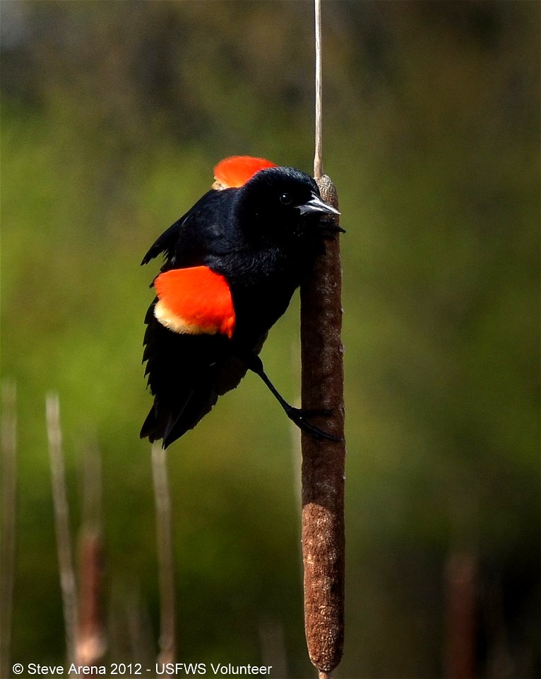 Red-winged blackbird at Great Meadows National Wildlife Refuge.


Credit: Steve Arena/USFWS