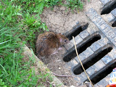 A common rat sitting on a drain photo