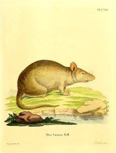 CLXXYH. 

Mus Caraco Pall = Rattus caraco (Pallas, 1778) = Rattus norvegicus (Berkenhout, 1769)