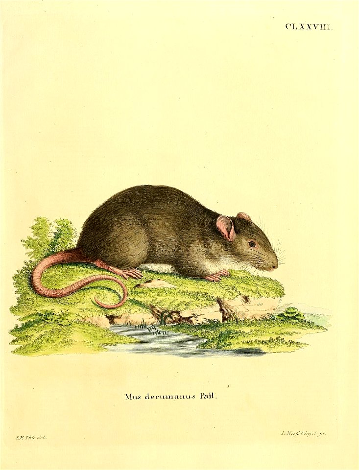 CL XXVIII 

Mus decumanus Pall.= Rattus decumanus (Pallas, 1779) = Rattus norvegicus