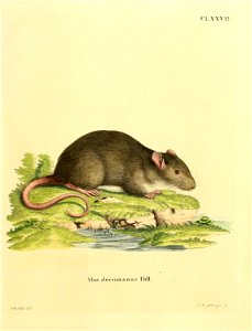 CL XXVIII 

Mus decumanus Pall.= Rattus decumanus (Pallas, 1779) = Rattus norvegicus