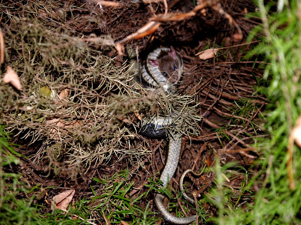 Elaphe quadrivirgata capturing a rat