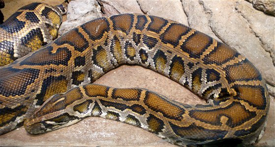 Burmese Python (Python molurus bivittatus) photo
