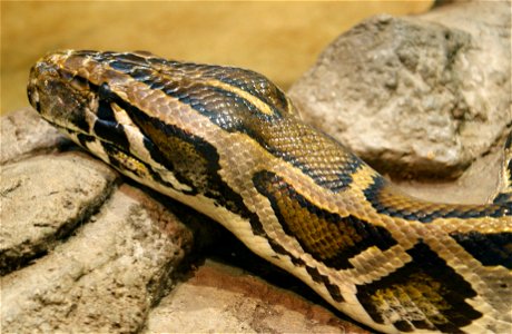 Burmese python (Python molurus bivittatus) photo