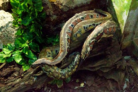 Pythonlabel QS:Len,"Python"
label QS:Lhu,"Nyíregyházi Állatpark, piton"