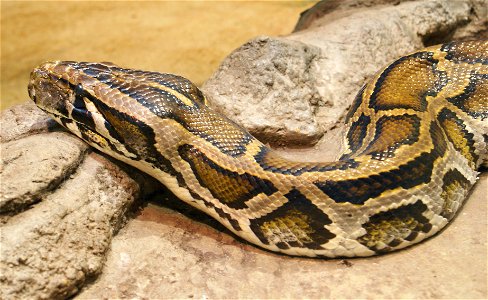 Burmese python (Python molurus bivittatus) photo
