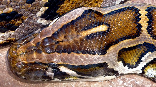 Head of a Burmese Python (Python molurus bivittatus) photo