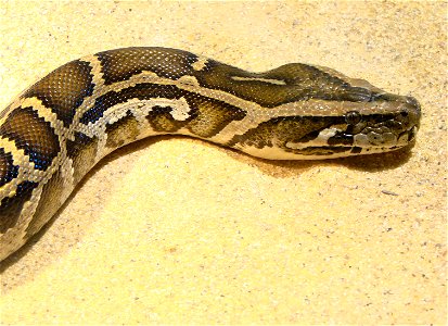 Python molure ( Python molurus bivittatus, Asie du Sud-Est), à l'Ile aux Serpents. photo