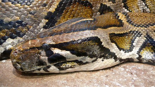 Head of a Burmese Python (Python molurus bivittatus) photo