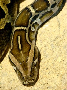 Python molure ( Python molurus bivittatus, Asie du Sud-Est), à l'Ile aux Serpents. photo
