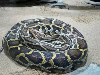 Burmese python in Berlin Zoo photo