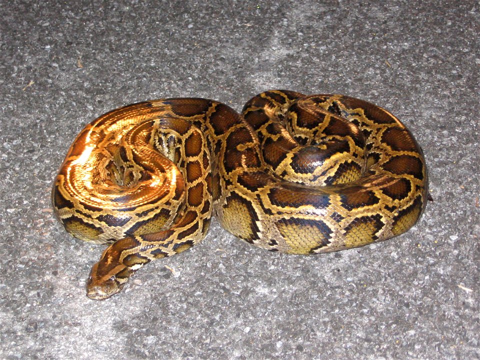 Burmese Python in the Everglades.