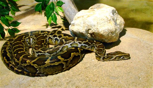 Python molure ( Python molurus bivittatus, Asie du Sud-Est), à l'Ile aux Serpents. photo