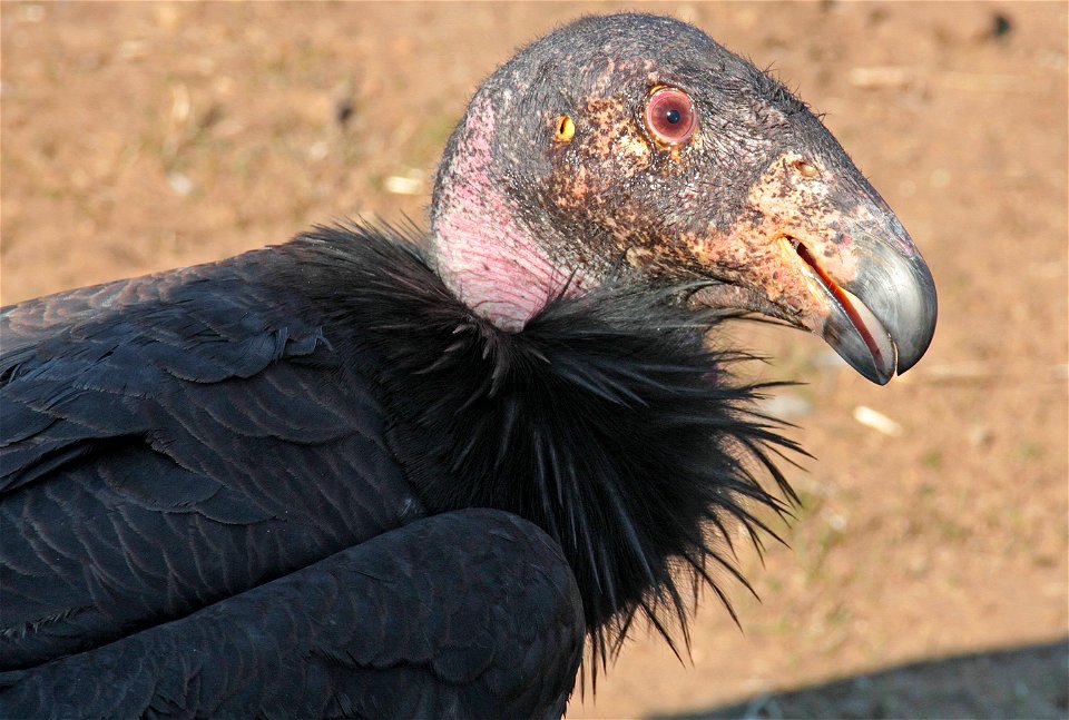 California condor at Bitter Creek National Wildlife Refuge, in the southwestern San Joaquin Valley in Kern County, California.

November 2011.
Photo
Scott Flaherty, USFWS − U.S. Fish and Wildlife Serv