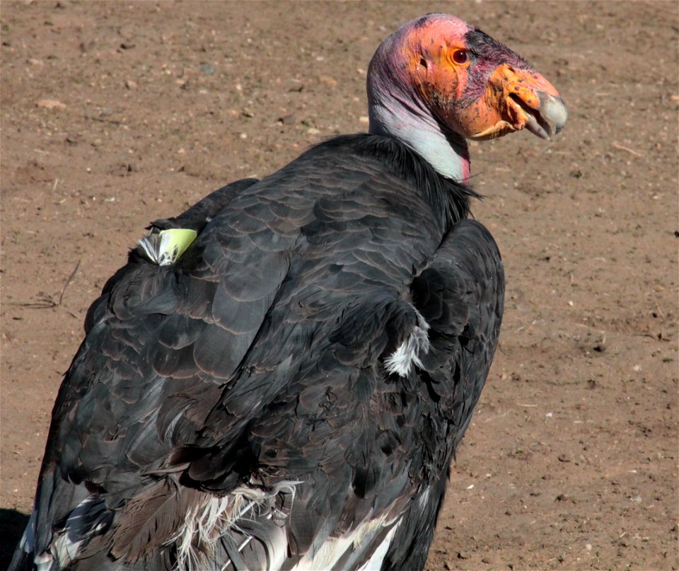 The adult California Condor is a uniform black, with the exception, especially in the male, of large triangular patches or bands of white on the underside of the wings. It has gray legs and feet, an i