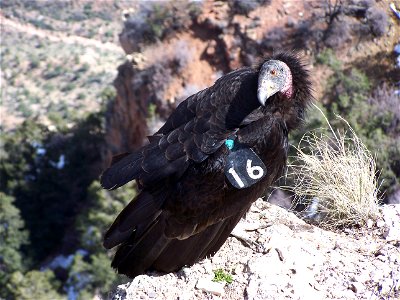 California condors, the rarest bird in North American, are occasionally spotted in Zion. (Gymnogyps californianus). NPS Photo/Rebecca Alfafara