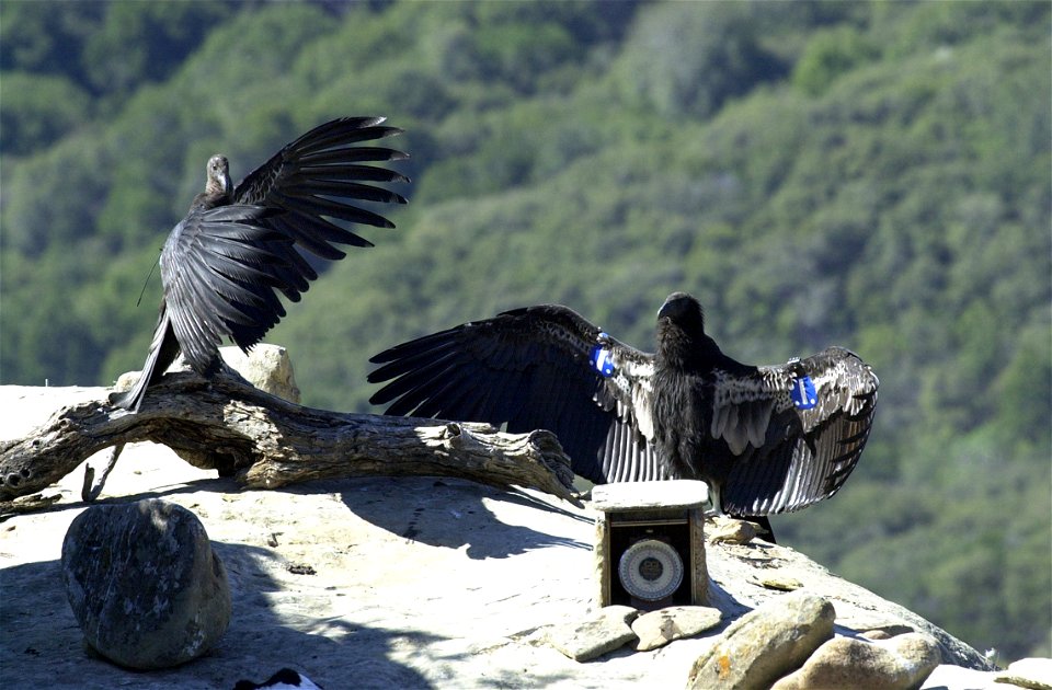 California condors