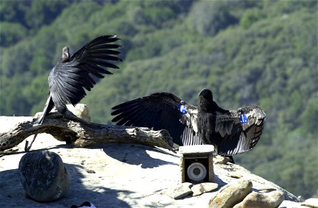 California condors photo