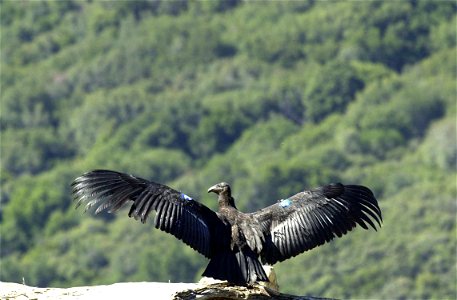 Young California condor (Gymnogyps californianus) ready for flight.