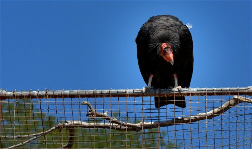 Condors pair up for life. Once this condor completed his medical evaluation, he was released. Instead of flying away, he waits patiently atop the capture facility for his mate to be released. Photo: photo