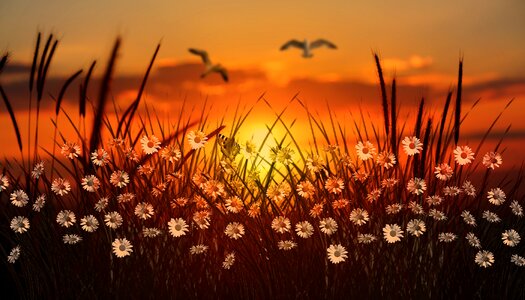 Halme daisies flowers
