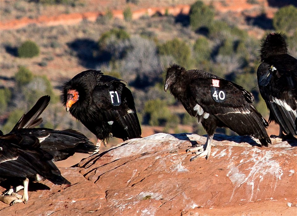 Seventy-five of the world’s 439 condors live throughout northern Arizona and southern Utah, and within the Vermilion Cliffs National Monument managed by the BLM's National Conservation Lands. Photo Cr
