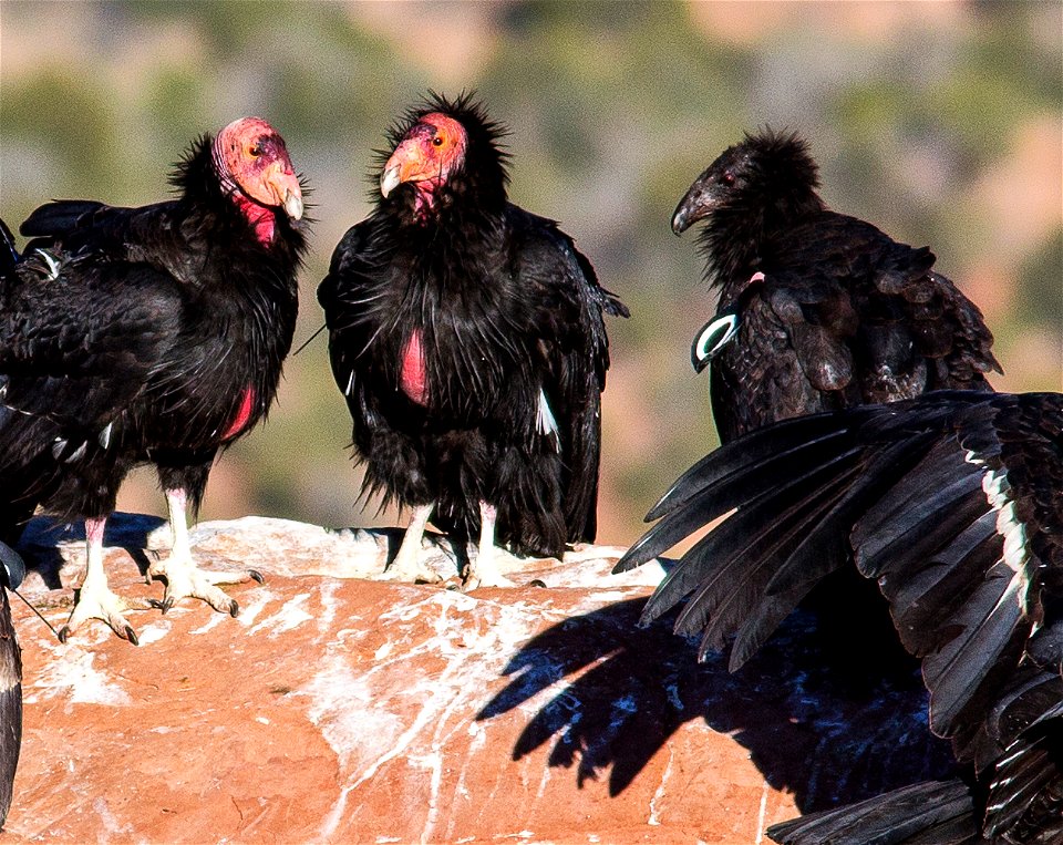 Seventy-five of the world’s 439 condors live throughout northern Arizona and southern Utah, and within the Vermilion Cliffs National Monument managed by the BLM's National Conservation Lands. Photo Cr