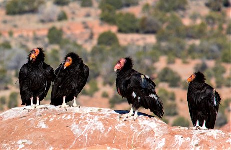 Seventy-five of the world’s 439 condors live throughout northern Arizona and southern Utah, and within the Vermilion Cliffs National Monument managed by the BLM's National Conservation Lands. Photo Cr