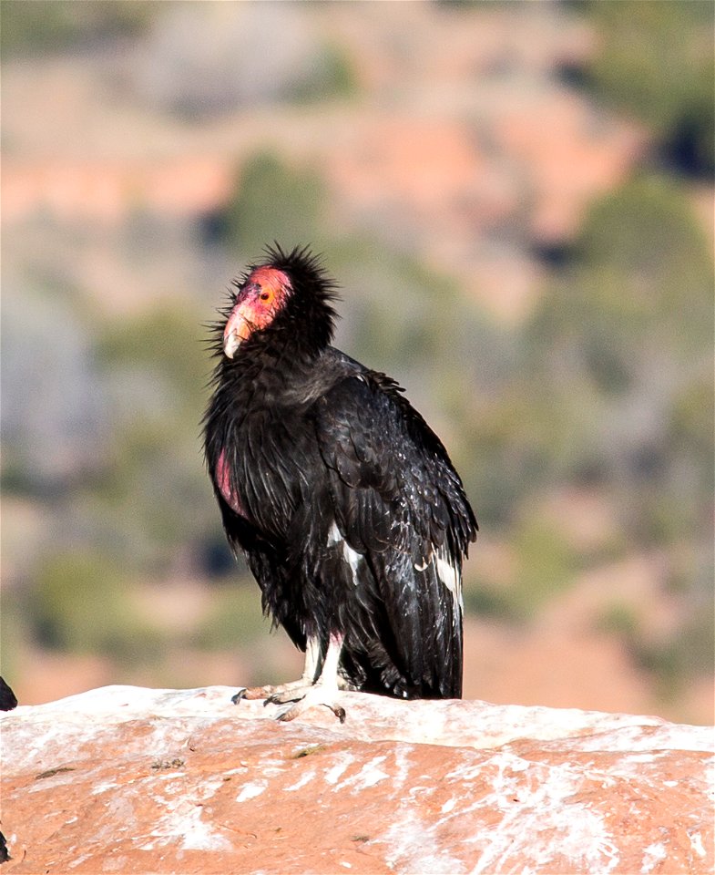 Seventy-five of the world’s 439 condors live throughout northern Arizona and southern Utah, and within the Vermilion Cliffs National Monument managed by the BLM's National Conservation Lands. Photo Cr