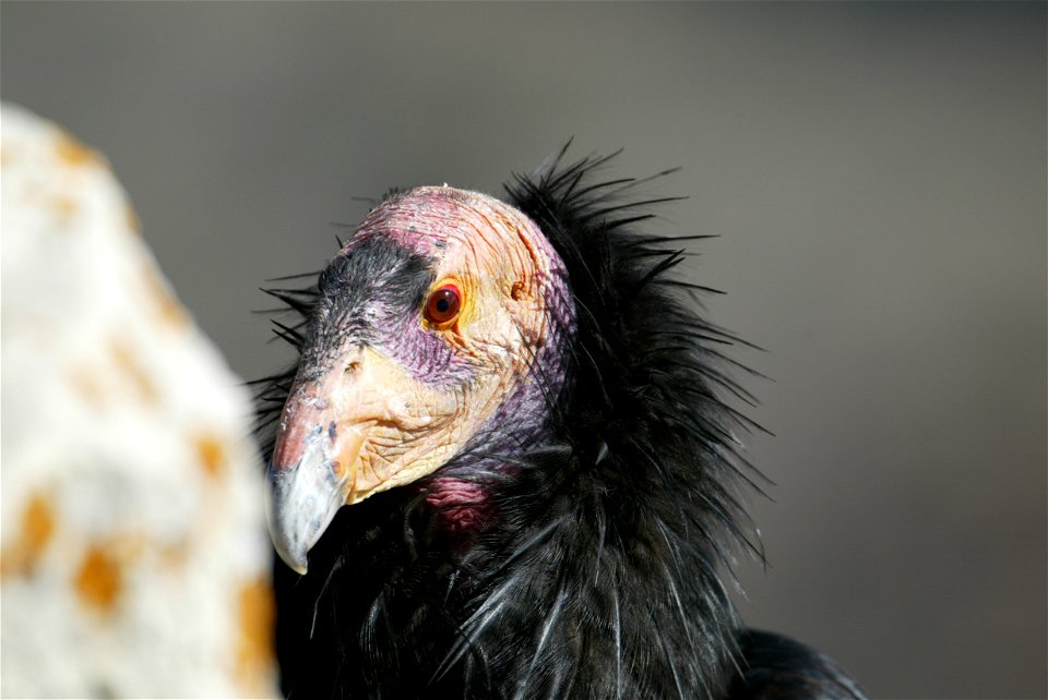Seventy-five of the world’s 439 condors live throughout northern Arizona and southern Utah, and within the Vermilion Cliffs National Monument managed by the BLM's National Conservation Lands. Photo Cr