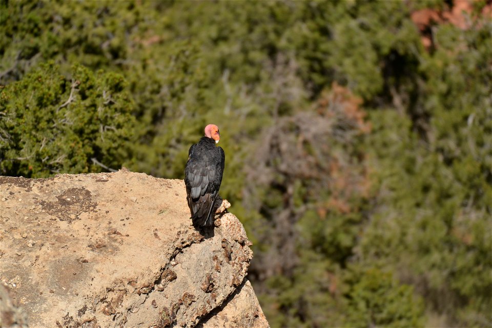 Seventy-five of the world’s 439 condors live throughout northern Arizona and southern Utah, and within the Vermilion Cliffs National Monument managed by the BLM's National Conservation Lands. Photo Cr