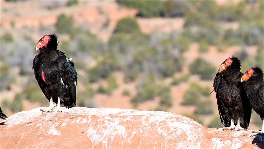 Seventy-five of the world’s 439 condors live throughout northern Arizona and southern Utah, and within the Vermilion Cliffs National Monument managed by the BLM's National Conservation Lands. Photo Cr