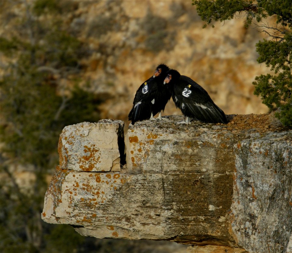Seventy-five of the world’s 439 condors live throughout northern Arizona and southern Utah, and within the Vermilion Cliffs National Monument managed by the BLM's National Conservation Lands. Photo Cr