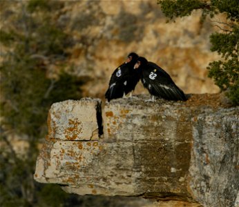 Seventy-five of the world’s 439 condors live throughout northern Arizona and southern Utah, and within the Vermilion Cliffs National Monument managed by the BLM's National Conservation Lands. Photo Cr