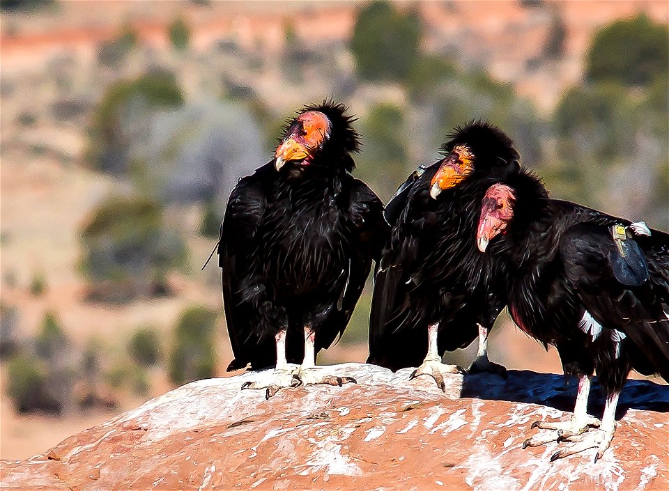 Seventy-five of the world’s 439 condors live throughout northern Arizona and southern Utah, and within the Vermilion Cliffs National Monument managed by the BLM's National Conservation Lands. Photo Cr